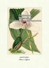 Skinners Lycaste Lycaste