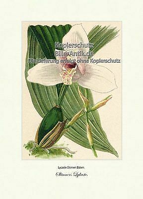 Skinners lycaste - skinners,