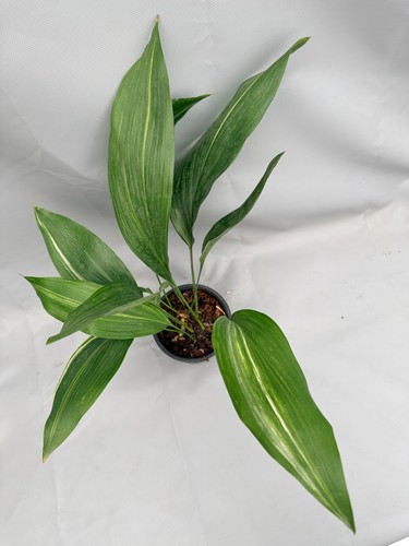 Aspidistra elatior variegata - aspidistra,