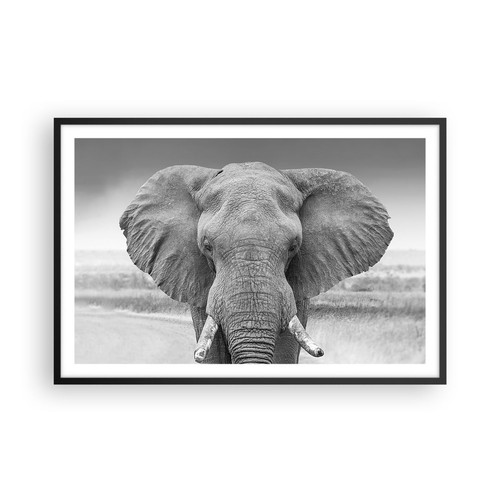 Poster 91x61cm elefante africa - poster,