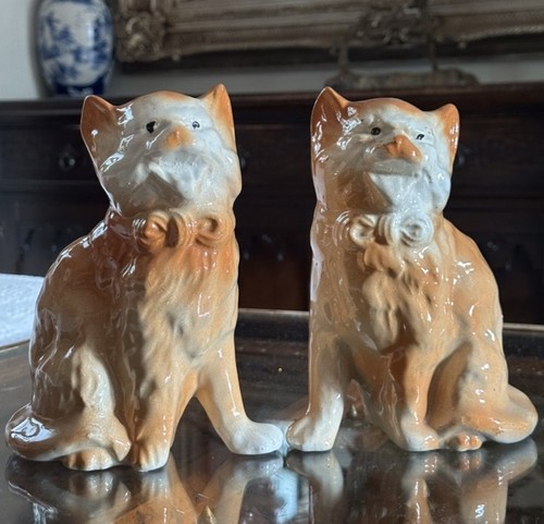 Gatti porcellana inglese - porcellana,