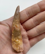 Enorme Dente di Spinosauro 9,5
