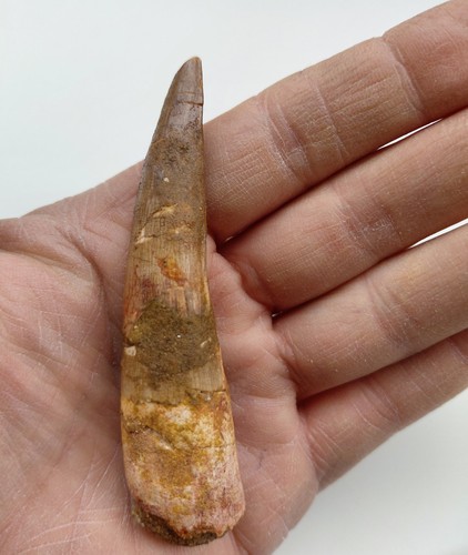 Enorme dente spinosauro 5 - di, 9,5