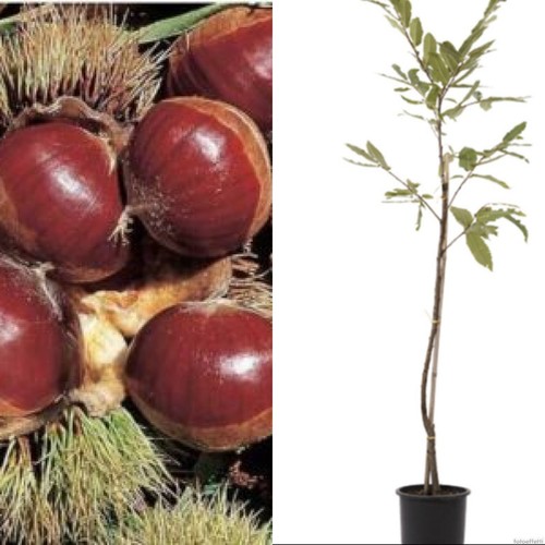 Castagno bouche betizac - bouche,