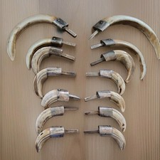 Wild Boar Tusks Collection