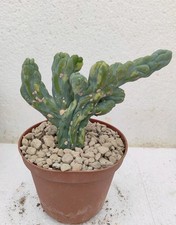 Myrtillocactus geometrizans monster form variegated