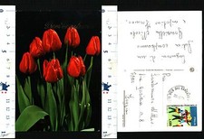 TEMATICA AUGURALE - BUON COMPLEANNO - TULIPANI ROSSI - 53994