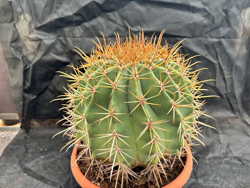 Ferocactus pottsii alamosensis - ferocactus,