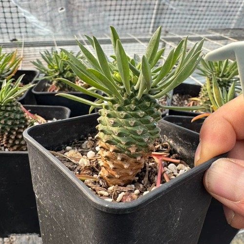 Pezzo 6cm seedgroth cactus - pezzo,