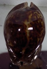 CYPRAEA STERCORARIA ECCEZIONALE 0,99!!!!!!!!!!!!!!!!!!