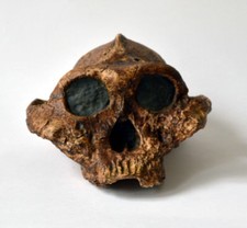 Paranthropus Boisei Skull