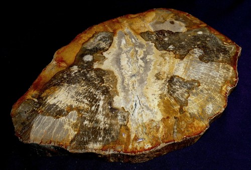 Legno fossile indonesia disco - indonesia,,