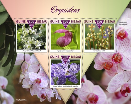 Orchidee