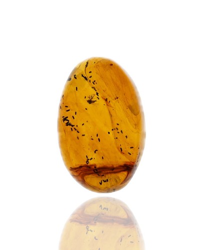 Mosca con numerosi coproliti