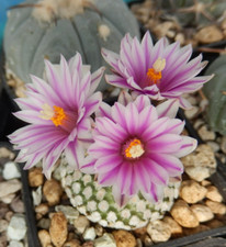 Turbinicarpus valdeziano