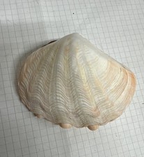 Conchiglia Tridacna Crocea Rosa 8 Cm Circa 