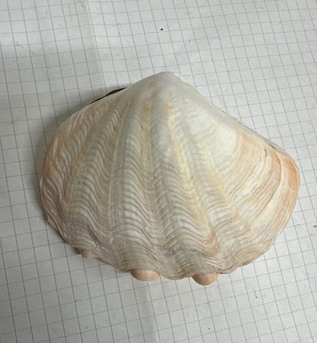 Conchiglia tridacna crocea - tridacna,