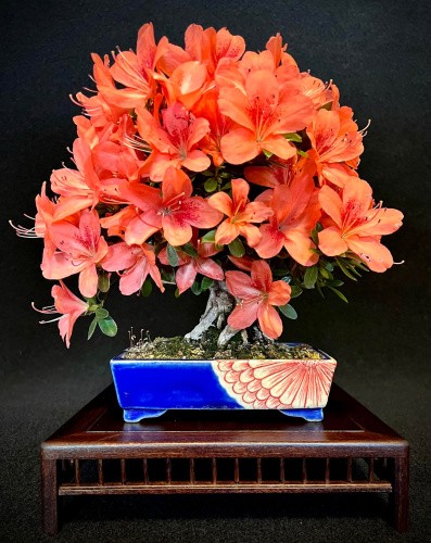 Bonsai azalea rododendro - bonsai,