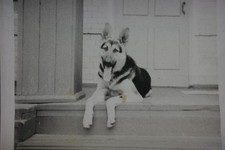 Foto anni 50 cane pastore