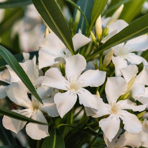 Oleandro nerium oleander - oleandro, "nerium