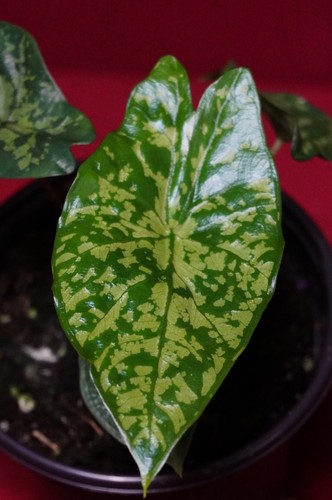 Alocasia shattered glass - alocasia,