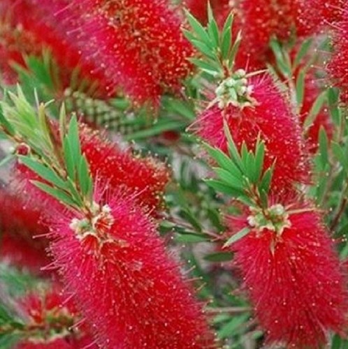 40pz pianta callistemon - 40pz,