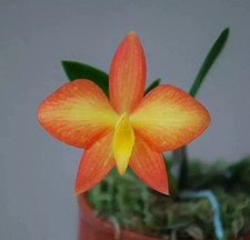 Sofronite coccinea var