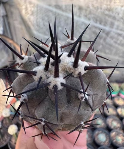 Vendita rara pianta cactus
