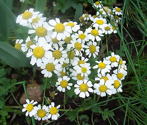 Camomilla tedesca - -,