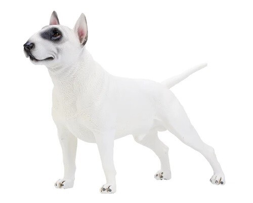 White bull terrier - bull, animal