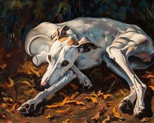 Whippet Relaxing alla luce del