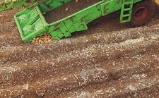 JUWEELA, 16 piante di patate