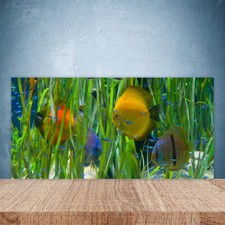 Paraschizzi Retrofornelli Cucina 100x50 Pesce Natura Decorazione