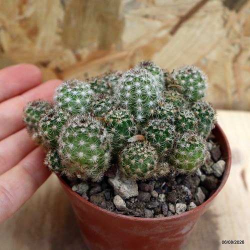 Echinocereus vaso 5 cm - echinocereus,