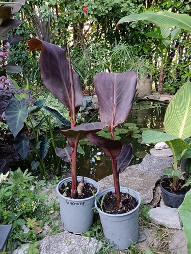 Pianta canna indica wyoming - indica,