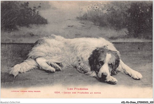 Ailp6 0561 cane dei - ailp6-0561,