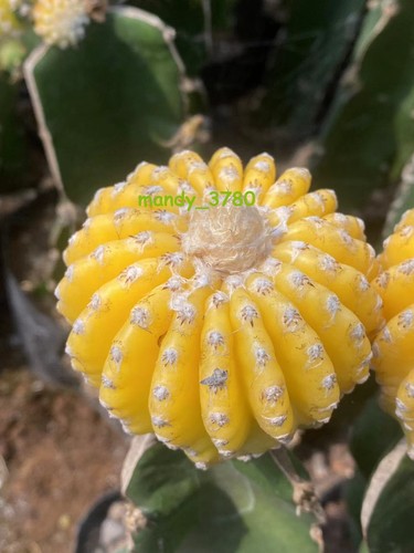 Discocactus horstii variegate