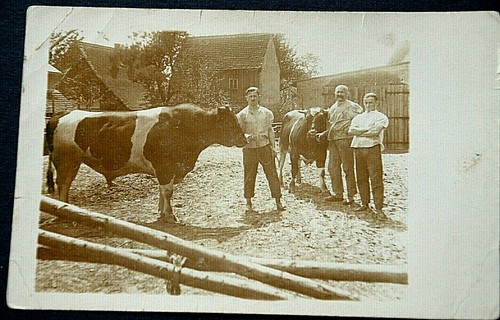 48256 animali mucca - 48256,