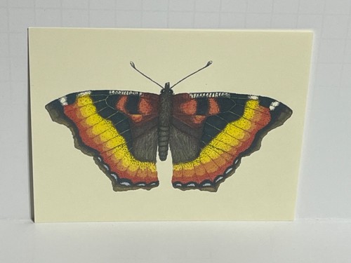 Cartolina farfalla tartaruga - farfalla,