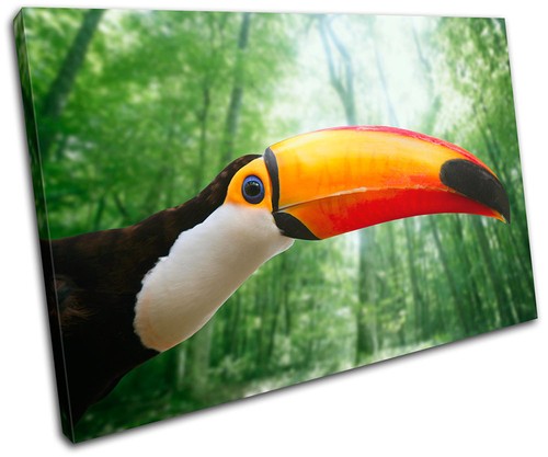 Toucan bird animals single - bird,