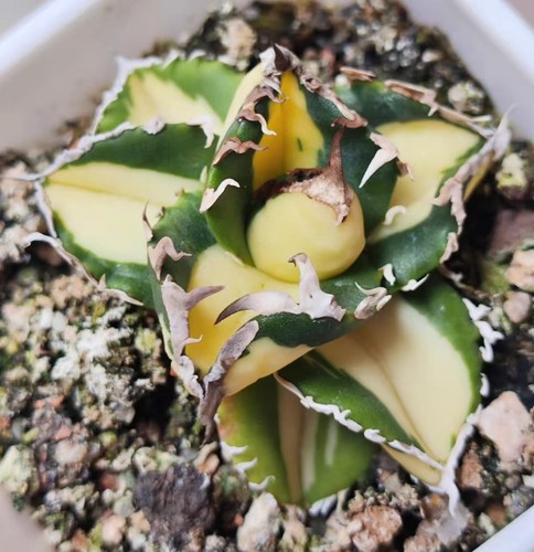 Agave titanota sad variegata - titanota,
