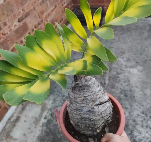 12x18cm rare cacti zamia - cacti,