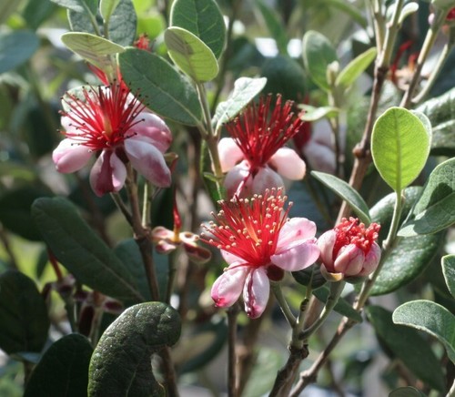Feijoa sellowiana fejoa - sellowiana,