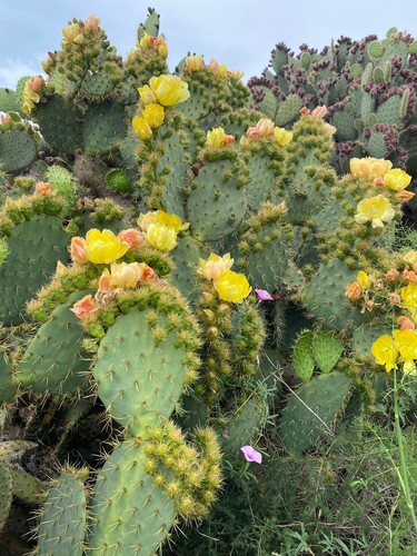 Opuntia talea cactus - a,