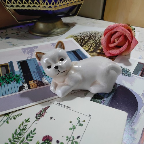 Gatto gattino in - gattino,