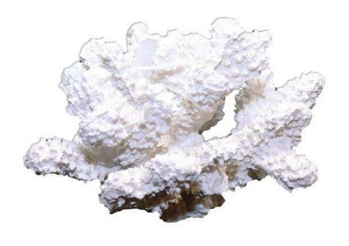 Corallo bianco madrepora - corallo,