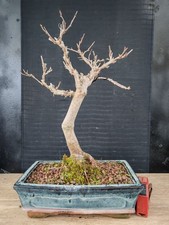 bonsai di gelso h 42 cm visita