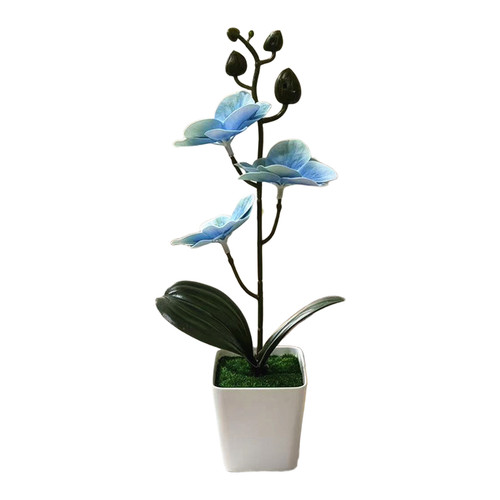 Bonsai magnolia tre - magnolia,