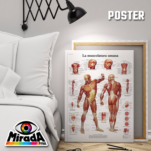 Poster muscolatura corpo umano - muscolatura,
