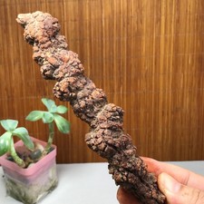 Top! Miglior raro dinosauro